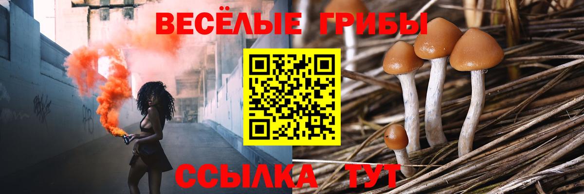 Галлюциногенные грибы прущие грибы  Галлюциногенные грибы Psilocybe  Волхов 